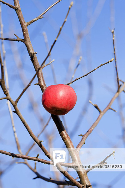 A lonesome apple on a defoliated apple tree