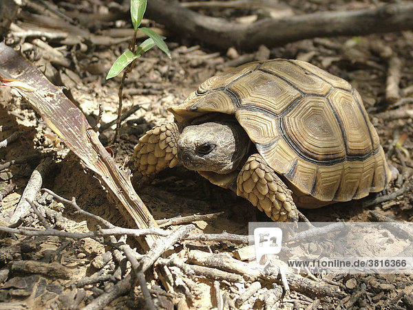 Argentinische Landschildkröte (Geochelone chilensis) in ihrem typischen Lebensraum  dem Dornbuschtrockenwald  Gran Chaco  Paraguay