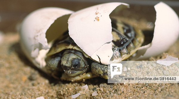 Schlupf einer Afrikanischen Spaltenschildkröte (Malacochersus tornieri)