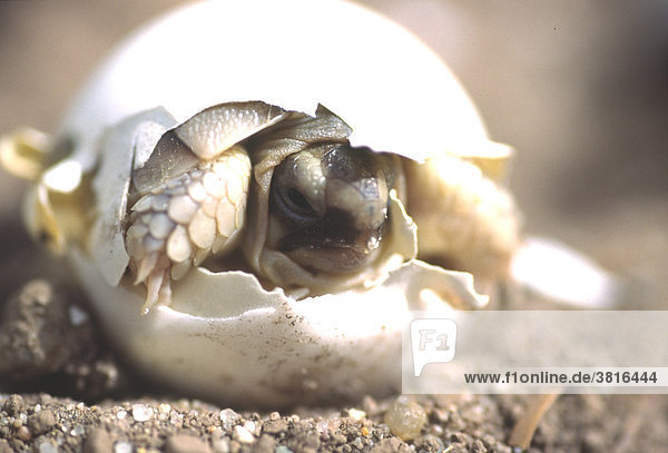 Schlupf einer Breitrandschildkröte (Testudo marginata)