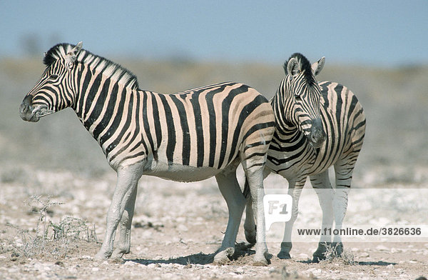 Steppenzebras  Etosha-Nationalpark  Namibia (Equus quagga burchelli)