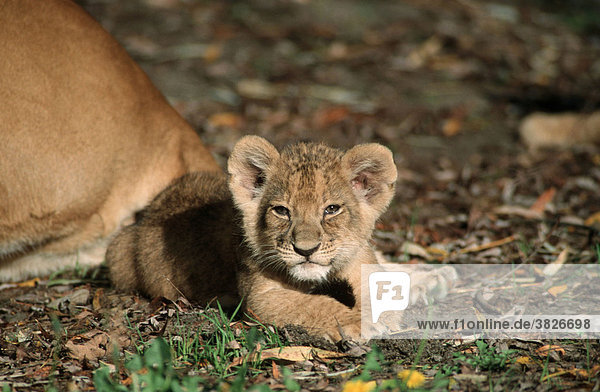 Afrikanischer Loewe  Jungtier (Panthera leo) Löwe