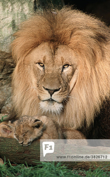 Afrikanischer Loewe  maennlich mit Jungtier (Panthera leo) Löwe