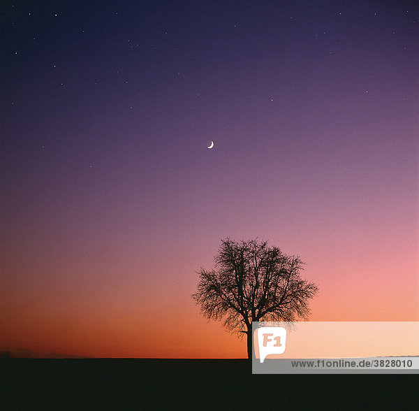 Tree in front of evening sky with moon  Baden-Wurttemberg  Germany