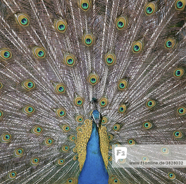 Peacock  male  courting (Pavo cristatus)