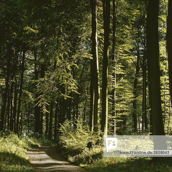 Path through deciduous forest in summer  Baden-Wurttemberg  Germany Pfinztal  Kraichgau