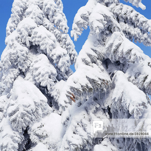 Snow covered coniferous trees  Hornisgrinde  Black Forest  Baden-Wurttemberg  Germany