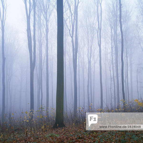 Deciduous forest in fog in November  Baden-Wurttemberg  Germany