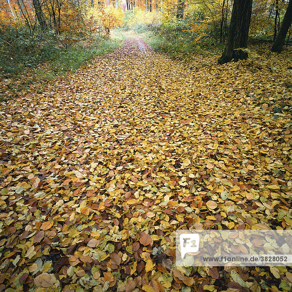 Forest path in autumn  Baden-Wurttemberg  Germany
