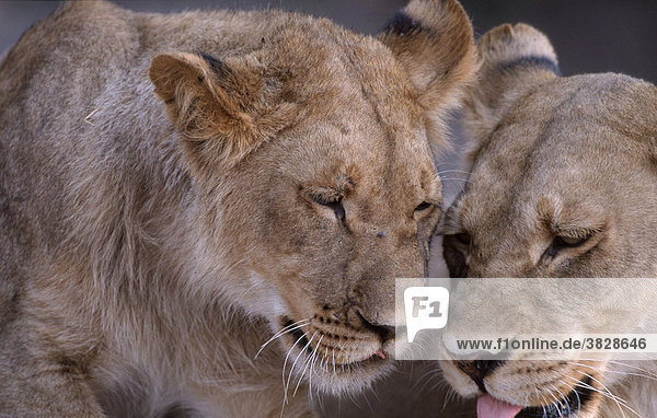 Loewinnen  Chobe-Nationalpark  Botswana / (Panthera leo) / Afrikanischer Löwe