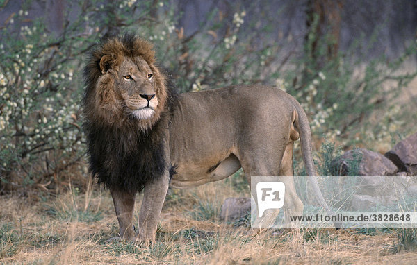 Afrikanischer Loewe  maennlich  Chobe Nationalpark  Botswana / (Panthera leo) / Afrikanischer Löwe  seitlich
