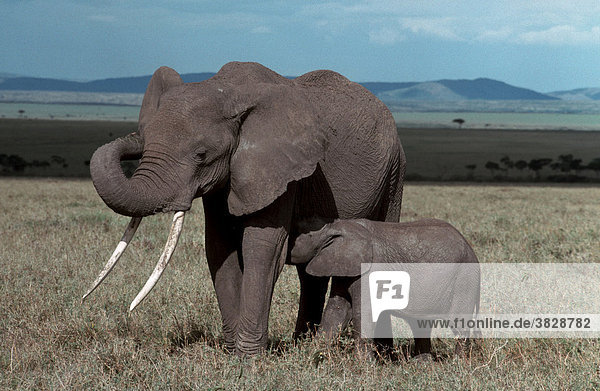 Afrikanische Elefanten  Weibchen saeugt Jungtier  Massai Mara Wildschutzgebiet  Kenia / (Loxodonta africana)