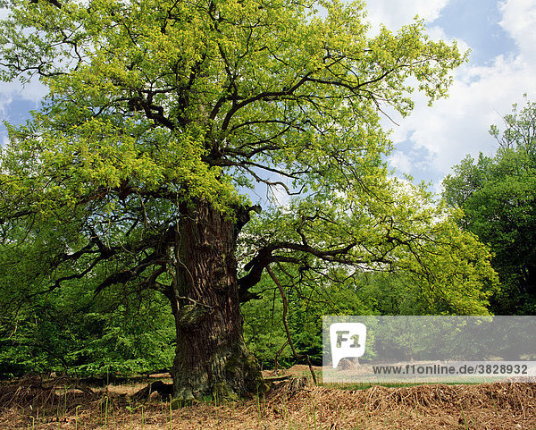 Sommereiche im Fruehling  Reinhardswald  Hessen  Deutschland / (Quercus robur) / Eiche  Stieleiche