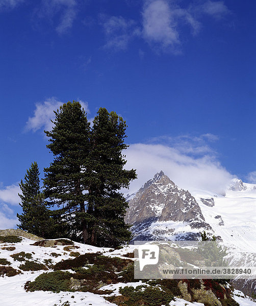 Zirbelkiefer  Riederalp  Wallis  Schweiz / (Pinus cembra)