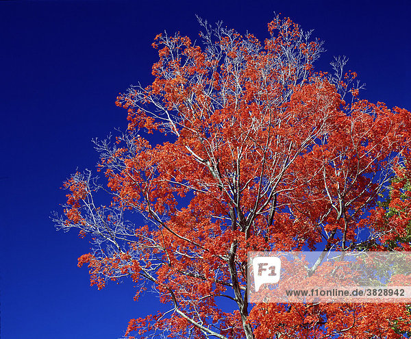 Ahornbaum im Herbst  Vermont  USA / (Acer spec.) / Indian Summer