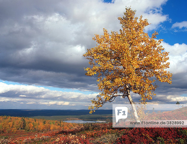 Birke im Herbst  Lappland  Finnland