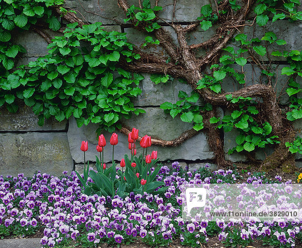 Tulpen und Stiefmuetterchen vor Steinmauer / Stiefmütterchen