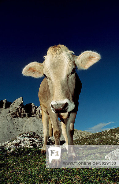 Kuh auf Alm  Dolomiten  Italien / Kuehe  Kühe