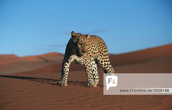 Leopard auf Sandduene  Namibia / (Panthera pardus)