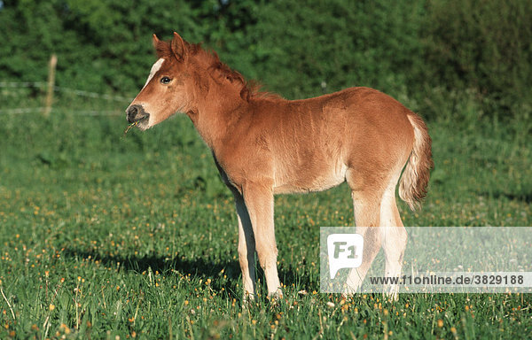 Pony  Fohlen / seitlich