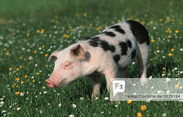 Hausschwein  Ferkel / Schwein  Schweine