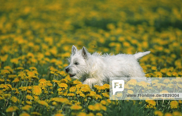 West Highland White Terrier / Westie