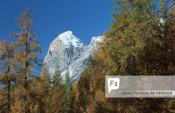 Berggipfel hinter Laerchen  Dolomiten  Suedtirol  Italien / (Larix decidua) / Europäische Lärche