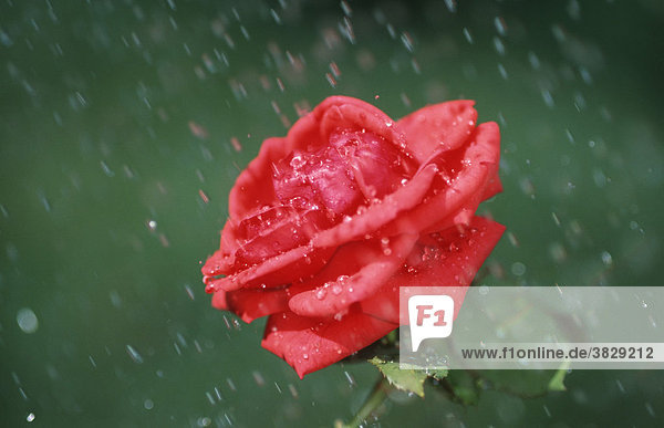Rosenbluete im Regen