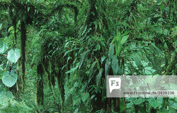 Regenwaldreservat Monteverde  Costa Rica