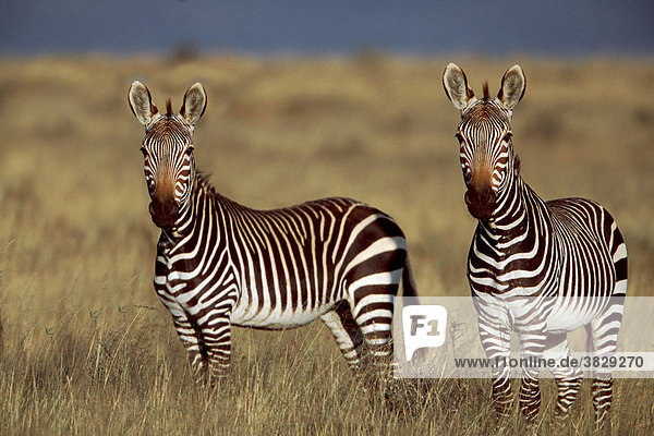 Kap-Bergzebras  Mountain Zebra Park  Suedafrika / (Equus zebra zebra)