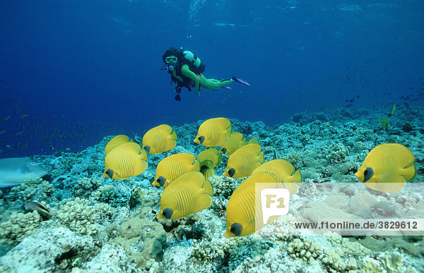 Masked Butterflyfish and diver  Red Sea / (Chaetodon semilarvatus)
