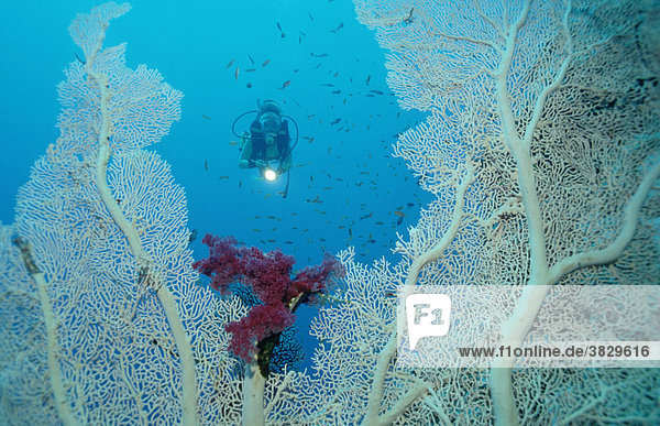 Gorgonia and diver  Red Sea / (Subergorgia spec.)