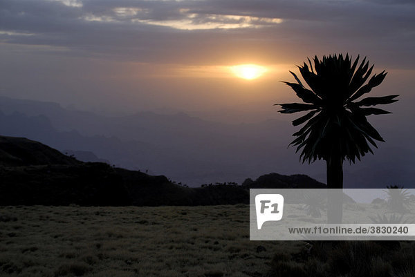 Riesenlobelie Lobelia rhynchopetalum gegen die Abendsonne im Semien Mountains Nationalpark bei Geech Äthiopien