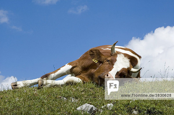 In the Rissbachtal Rissbach valley in the Karwendel mountains Tyrol Austria cow cattle calf alpcow on a alp meadow