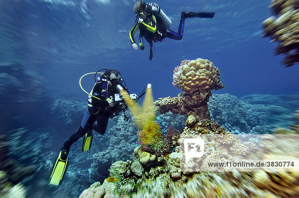 Rotes Meer Taucher mit Videokamera bei Steinkorallen Madreporaria