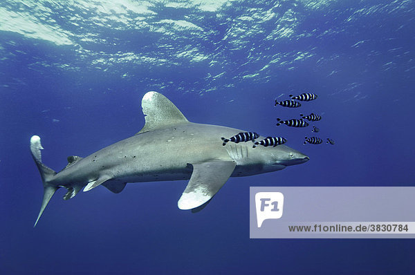 Middle East  Egypt  Red Sea  Oceanic whitetip shark  Carcharhinus longimanus