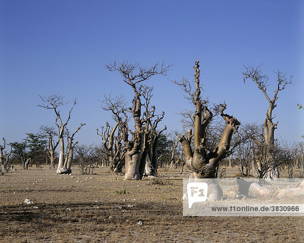 Sprokieswood ( Märchenwald )  Moringa Baum - Etosha National Park - Namibia