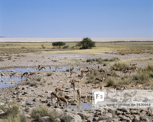 Springböcke - Salvadora Wasserstelle - Etosha National Park - Namibia