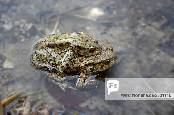 A pair of common European toads ( Bufo bufo ) pairing in water