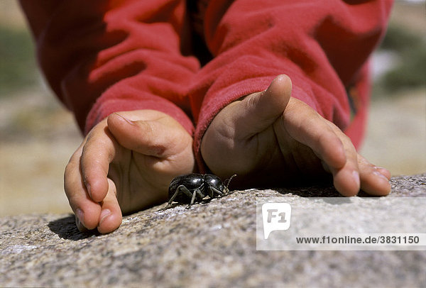 Hands of child protect a black beetle on a stone