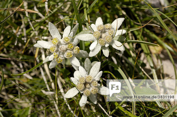 Three edelweiss Leontopodium alpinum in the meadow