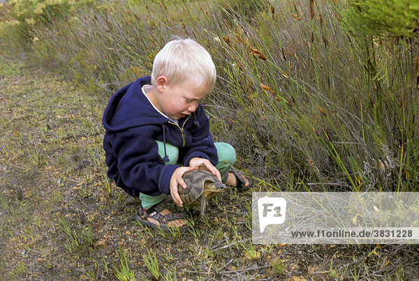 Kleiner Junge vier Jahre alt hebt kleine Schildkröte vom Boden auf  Südafrika  Afrika