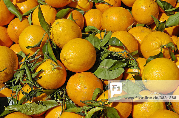 Picked oranges with leaves  Costa Blanca  Spain