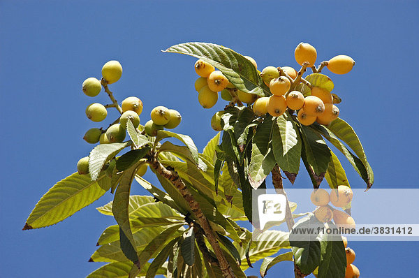Mispeln haengen an einem Baum  Fruechte  misperos  Loquat  Altea  Costa Blanca  Spanien