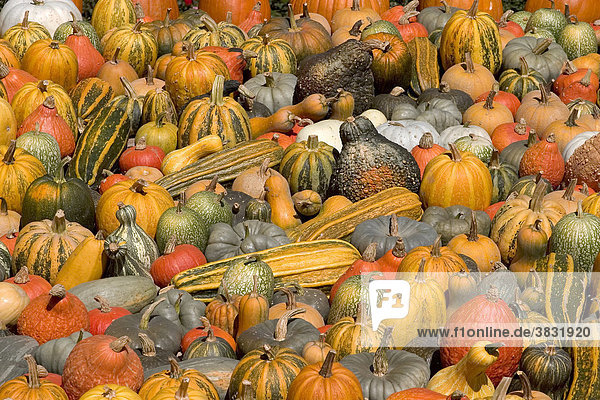 Many colorful pumpkins