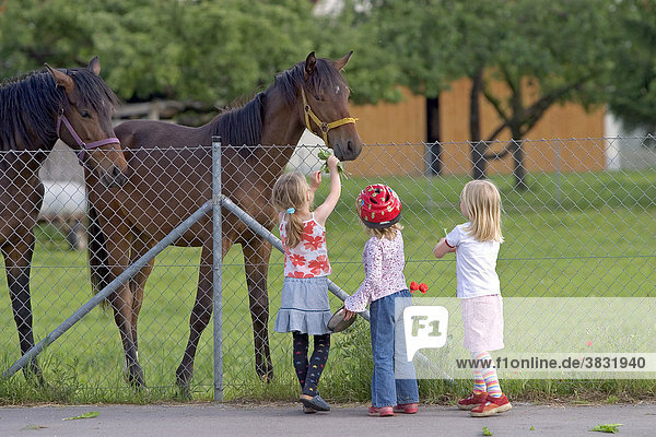 Kleine Mädchen füttern ein Pferd