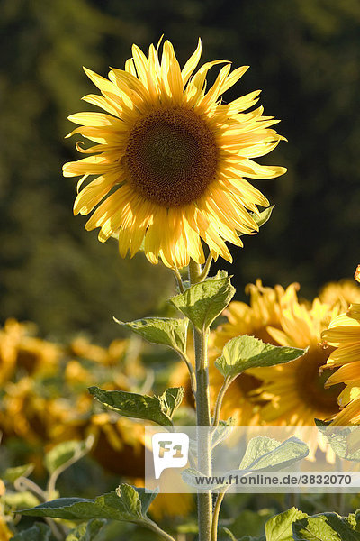 Sunflower in back light