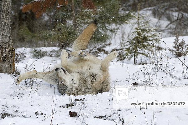 Wolf rolling on the ground