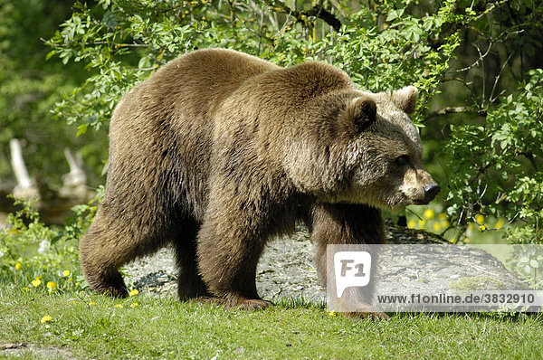 European Brown Bear (ursus arctos)  zoo Hellabrunn  Munich  Bavaria  Germany