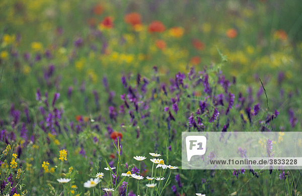 Blumenwiese bei Roussillon Provence Frankreich